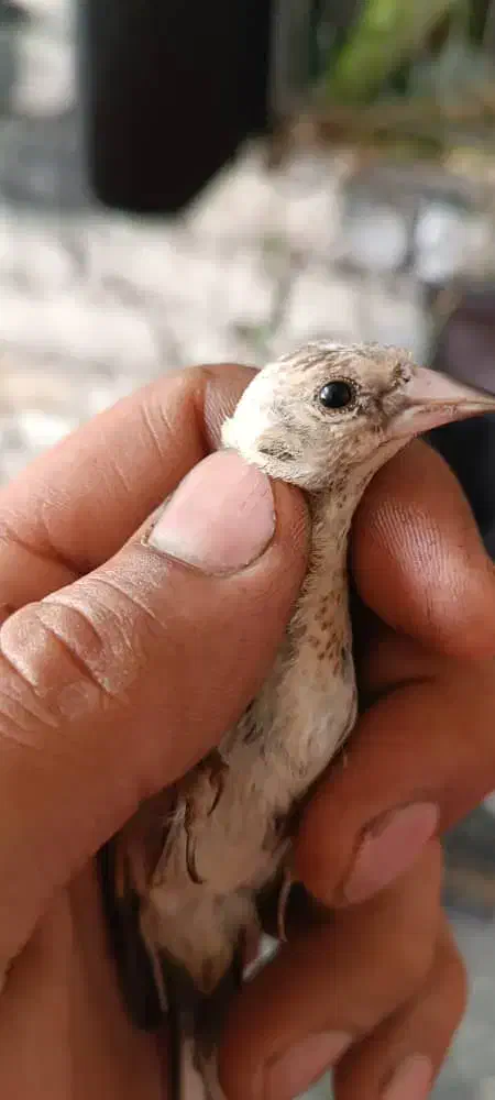 جوجه سهره|پرنده|سنندج, |دیوار