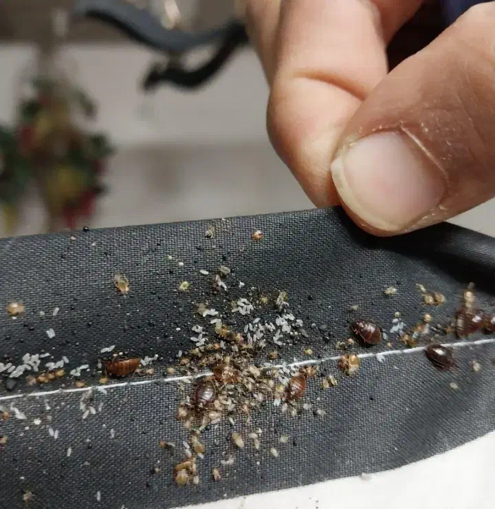 سمپاشی سوسک وساس|خدمات نظافت|مشهد, پنجتن|دیوار