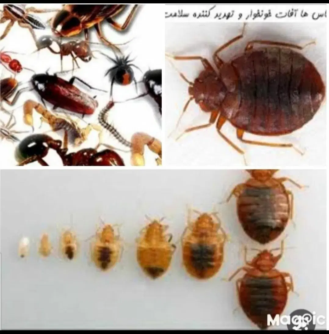 سمپاشی سم پاشی ارگانیک واصلی بدونه واسطــه تضمینی|خدمات نظافت|قم, نوقطار|دیوار