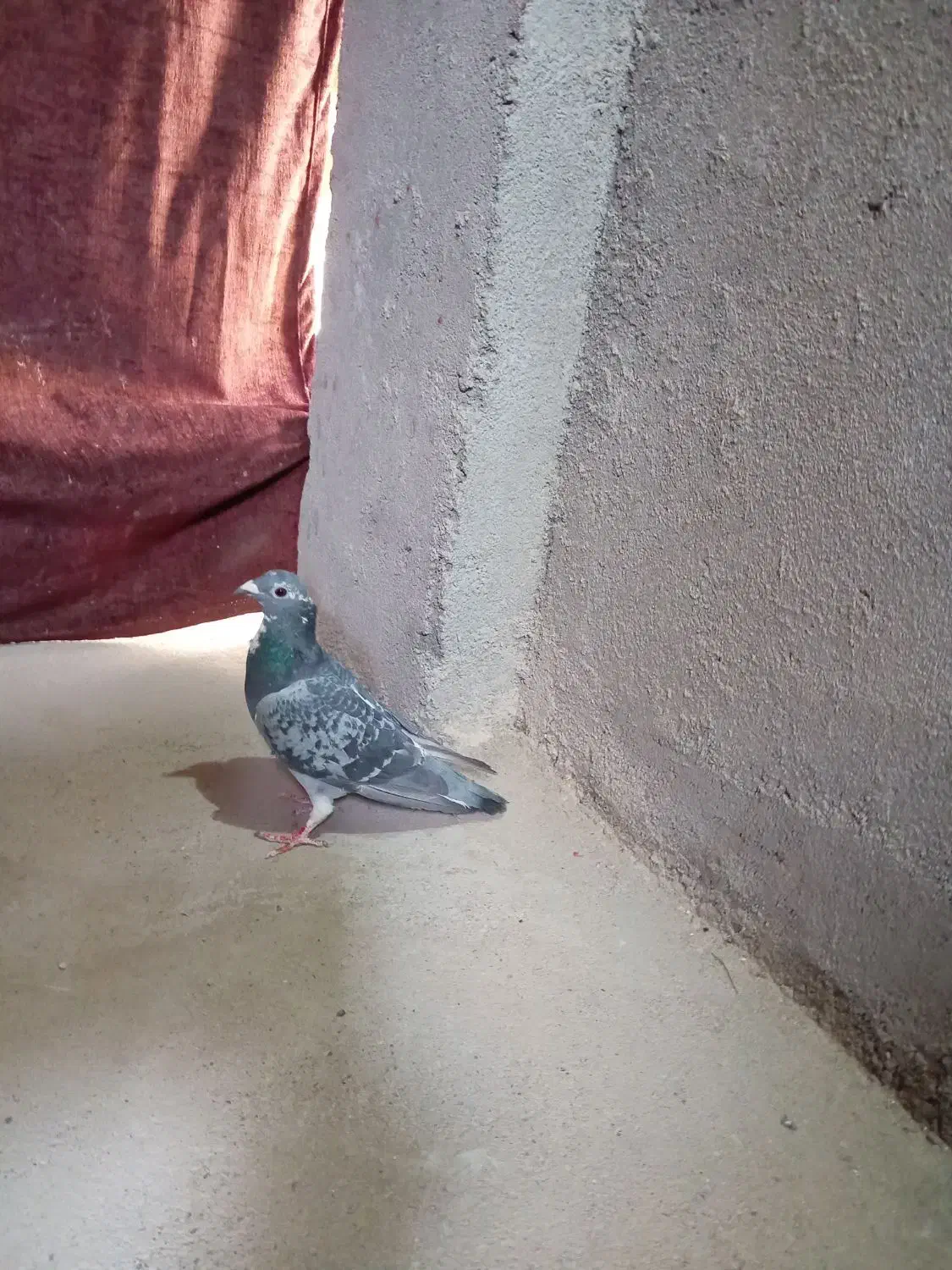 ماده پولکی|پرنده|تربتحیدریه, بازار|دیوار