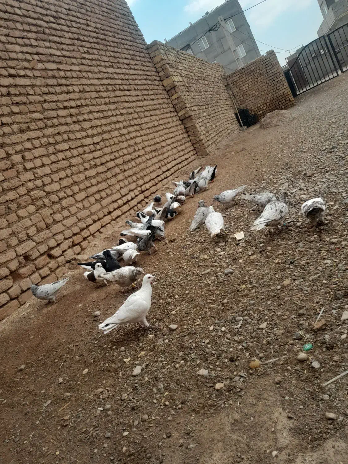 حدود۴۰عددکبوترهفترنگوسیاهپوش|پرنده|شال, |دیوار