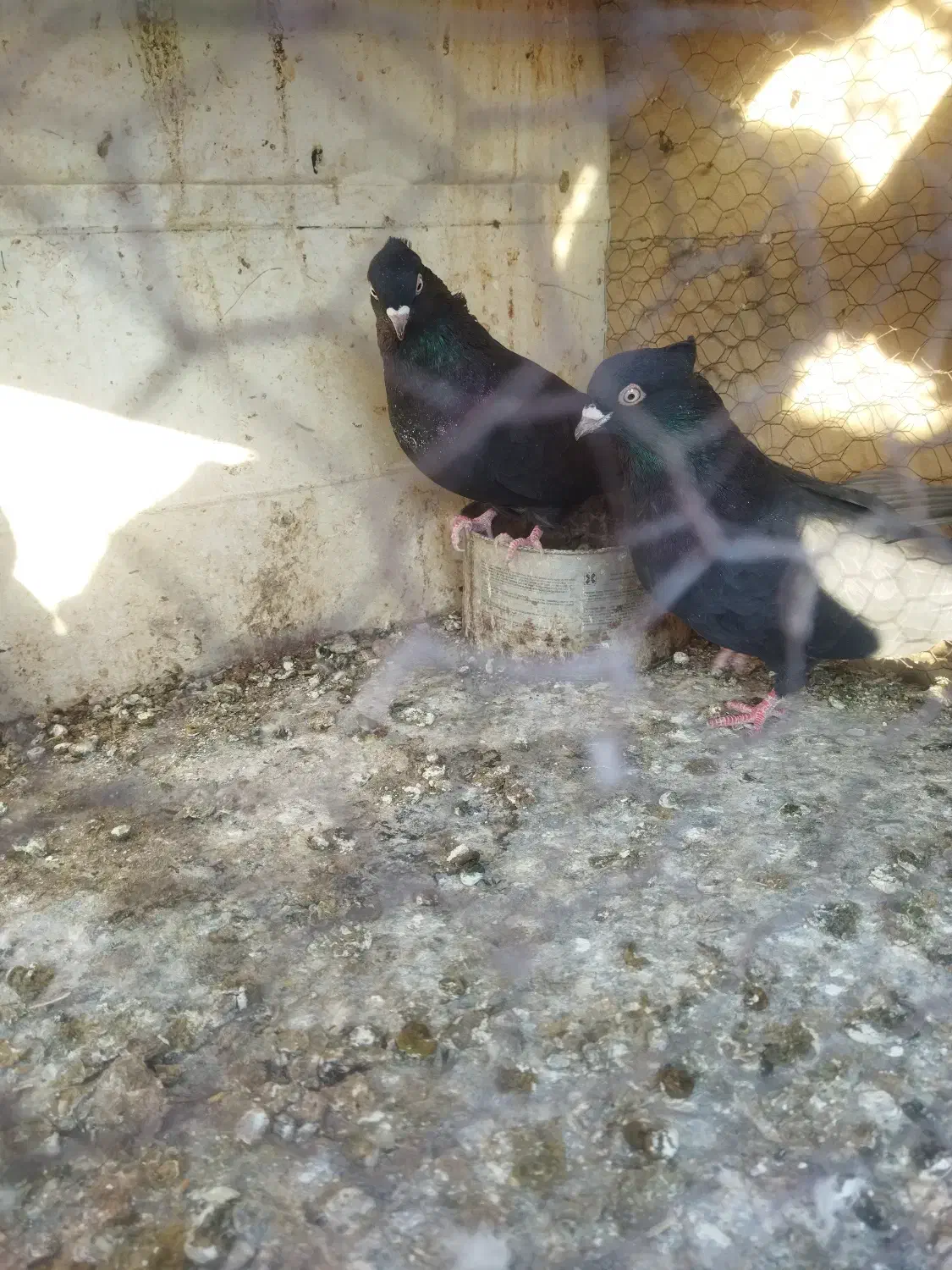 تعدادی گفت.  پدر قناری|پرنده|نجف‌آباد, گلدشت|دیوار