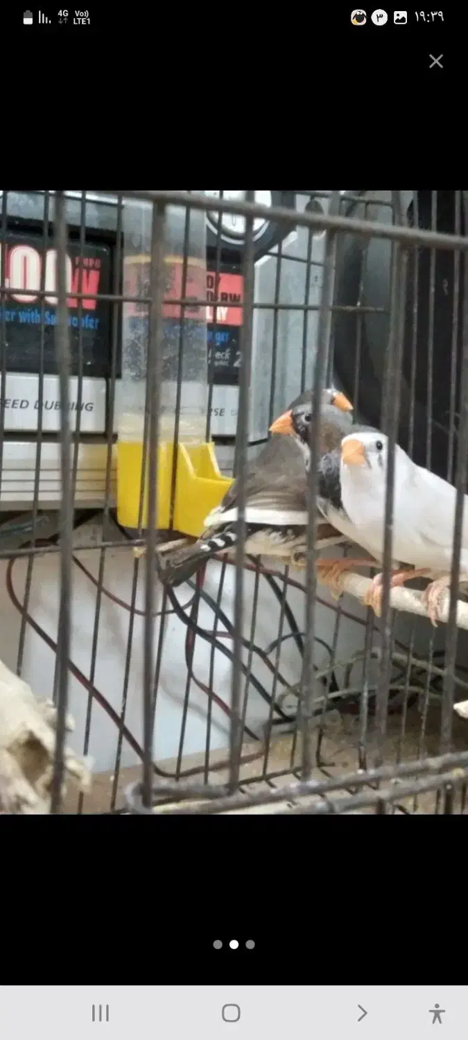 فنچ نر و ماده|پرنده|ری, دیلمان|دیوار