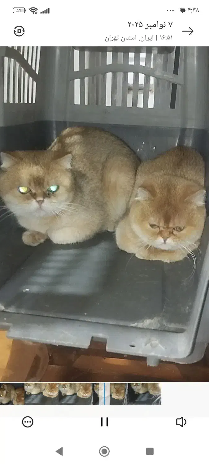 دوعدد گربه مولد بیریتیش گلد نر و ماده ny12|گربه|رباط‌کریم, رباط‌کریم|دیوار