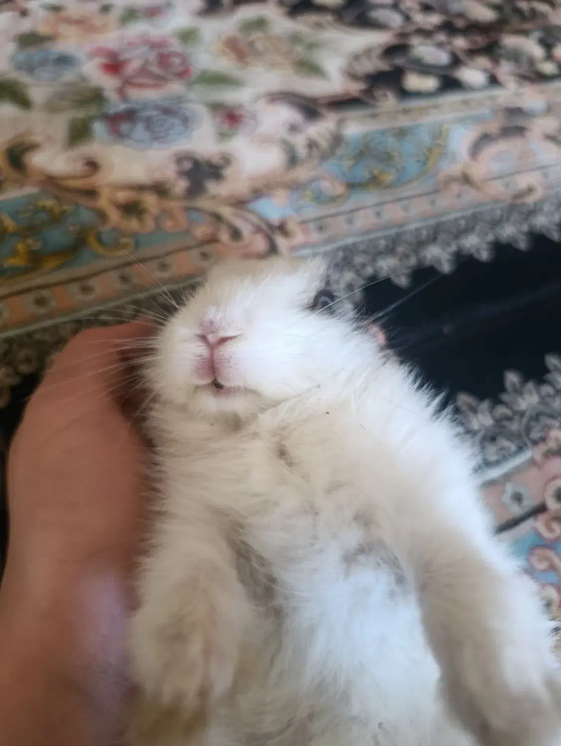 خرگوش لپ|موش و خرگوش|یاسوج, |دیوار