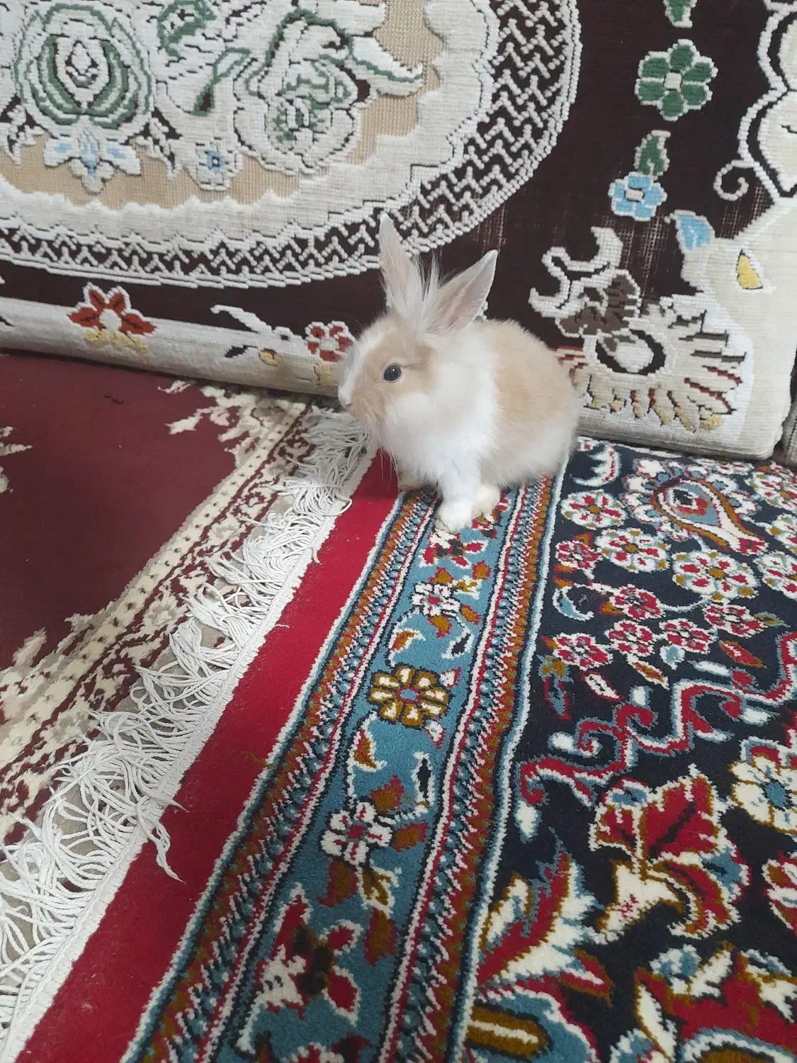 خرگوش|موش و خرگوش|سبزوار, هویزه|دیوار