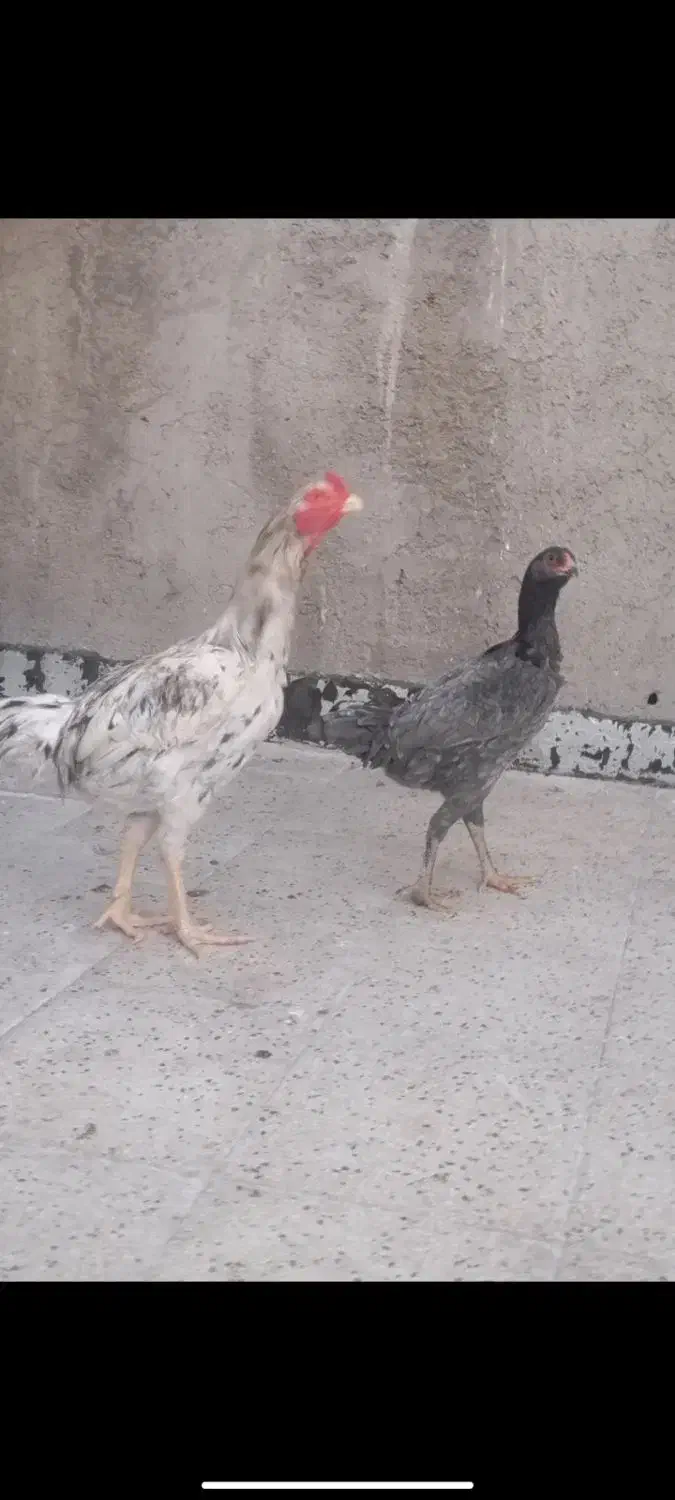 مرغ و خروس لاری طوسی|حیوانات مزرعه|قیامدشت - خاورشهر, |دیوار