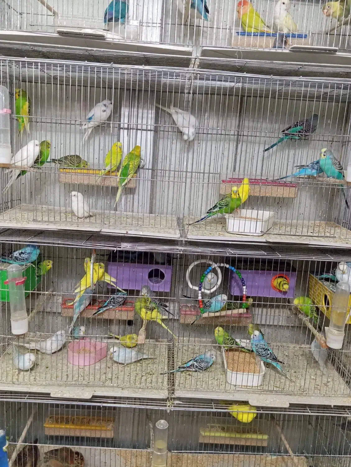 مرغ عشق انواع رنگ ها|پرنده|تبریز, |دیوار