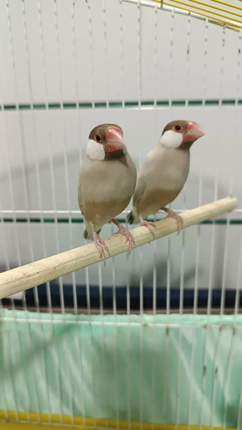 یک جفت فنچ نرگسی نسکافه ایی|پرنده|سمنان, |دیوار