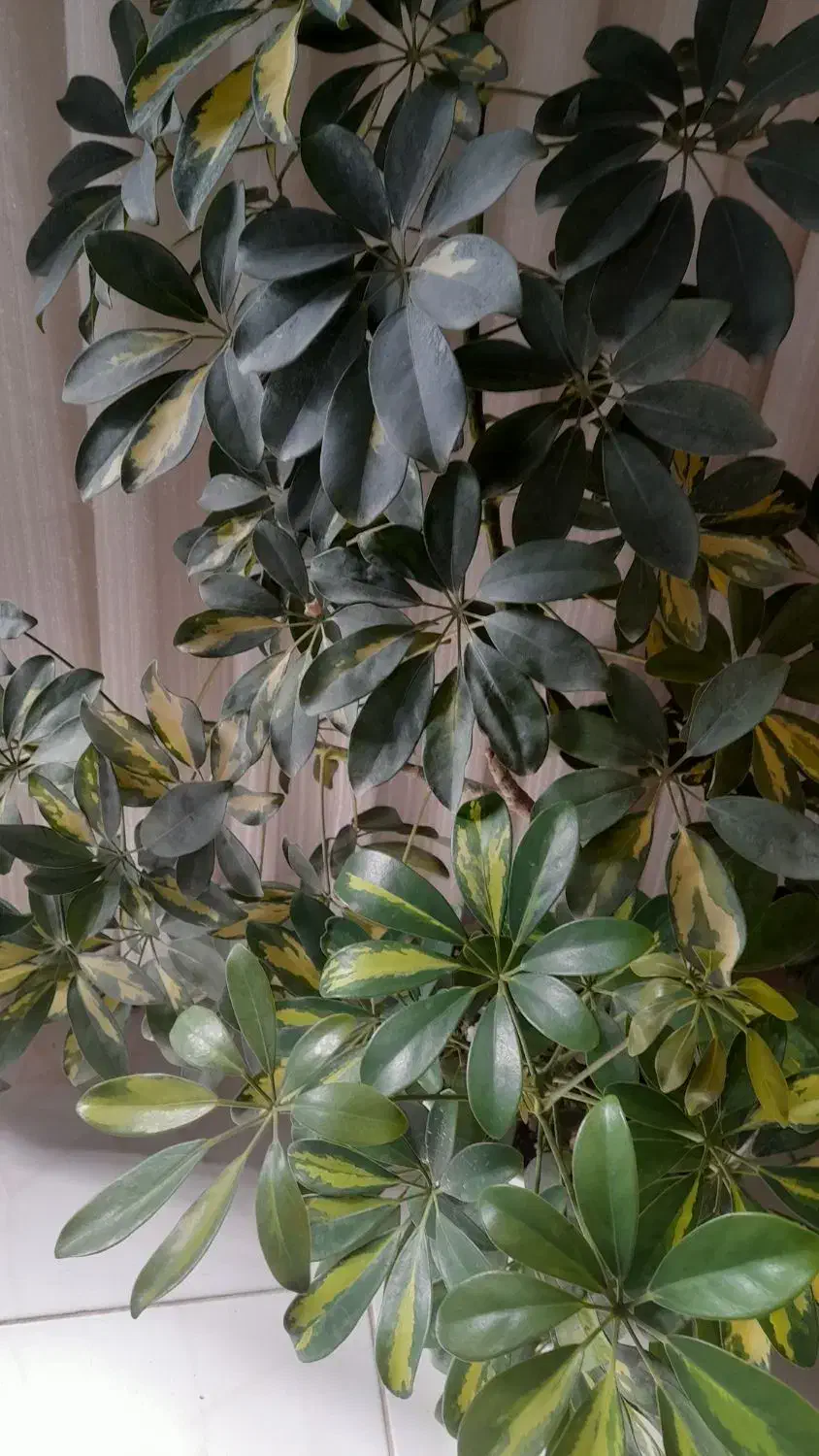 گل شفلرا|گل و گیاه طبیعی|نیشابور, بزرگمهر|دیوار