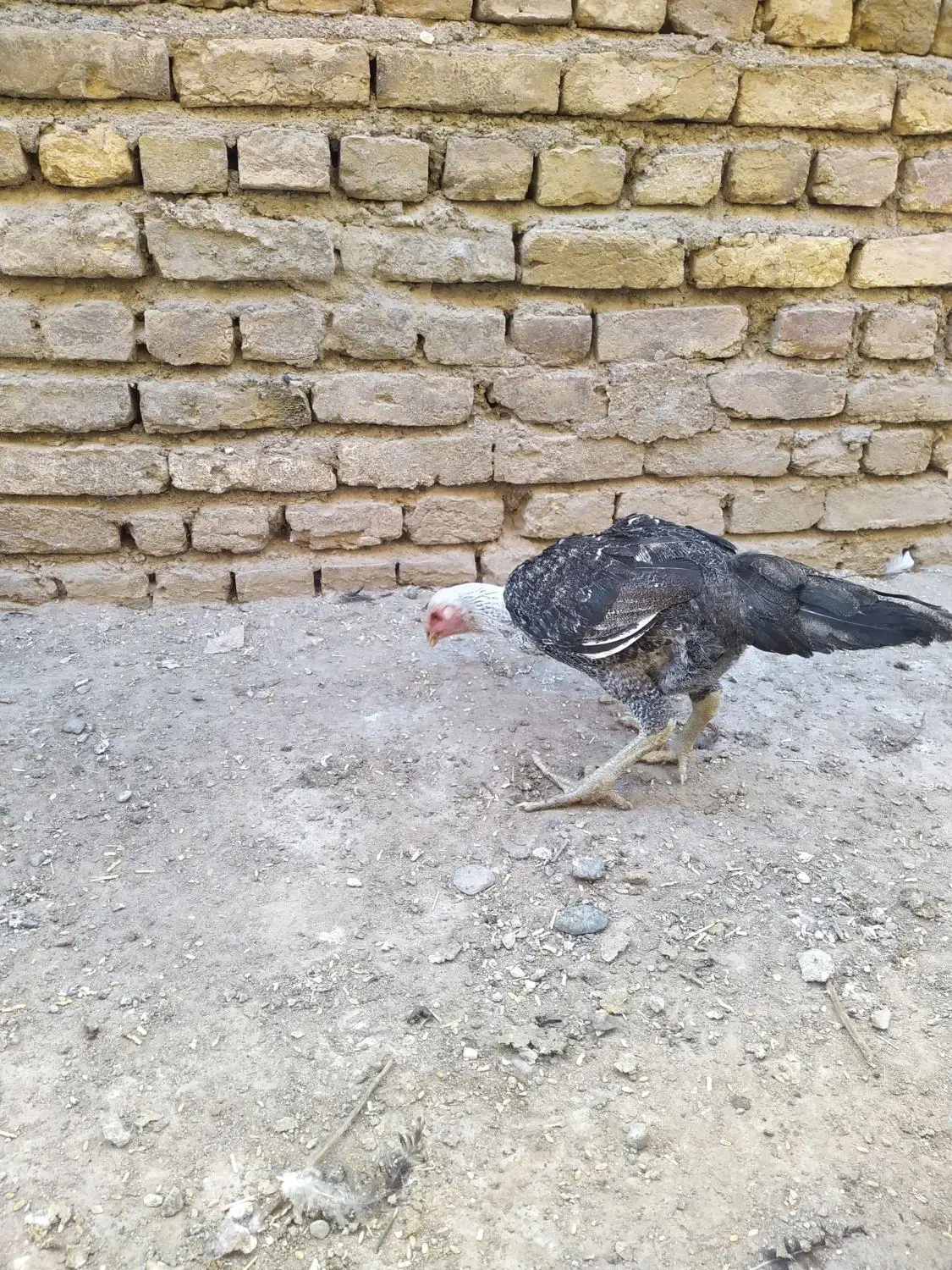 جوجه و خروس لاری ومرغ لاری|حیوانات مزرعه|تبریز, |دیوار