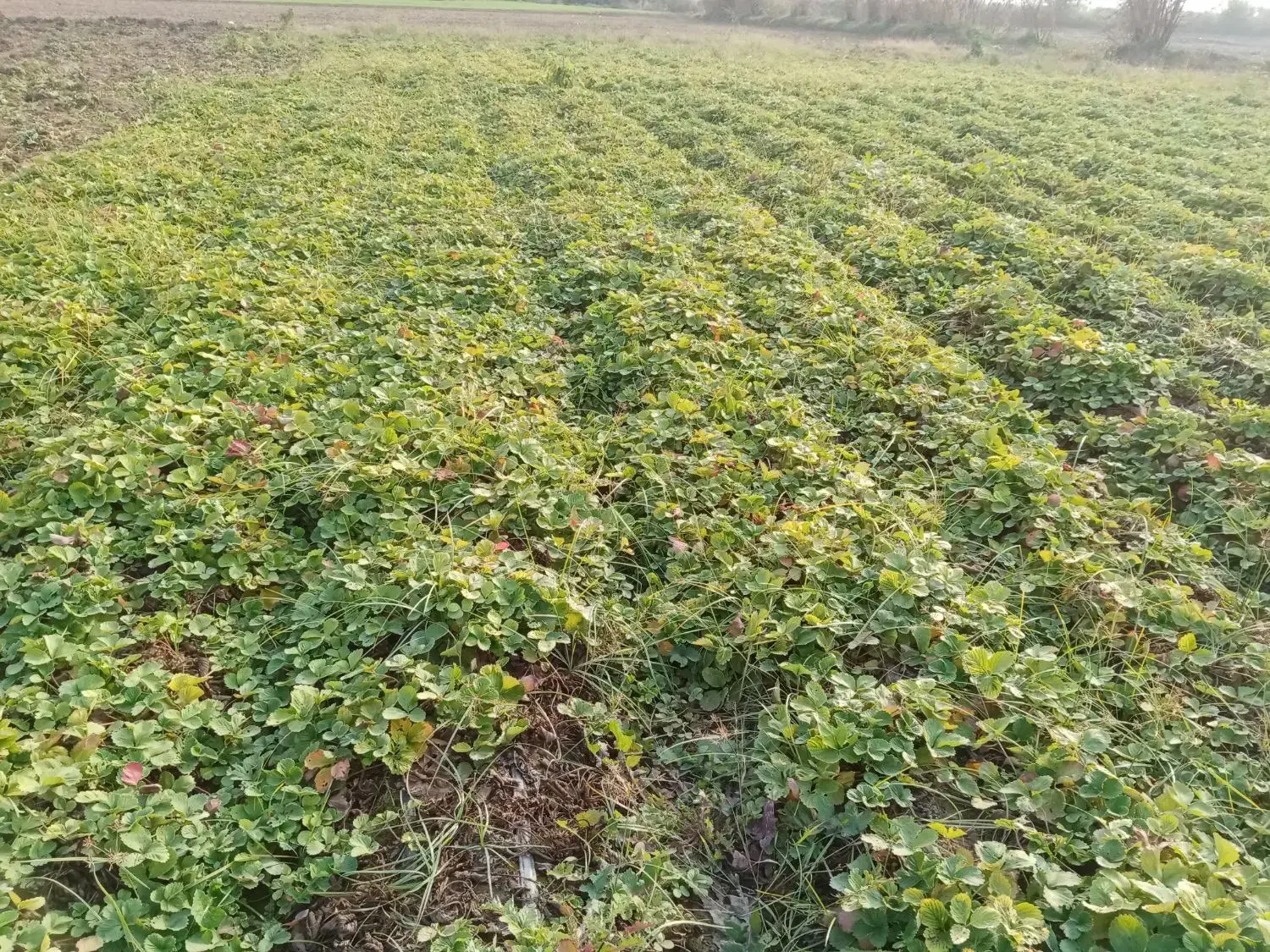 نهال توت فرنگی کاماروس|گل و گیاه طبیعی|مزرعه کتول, |دیوار