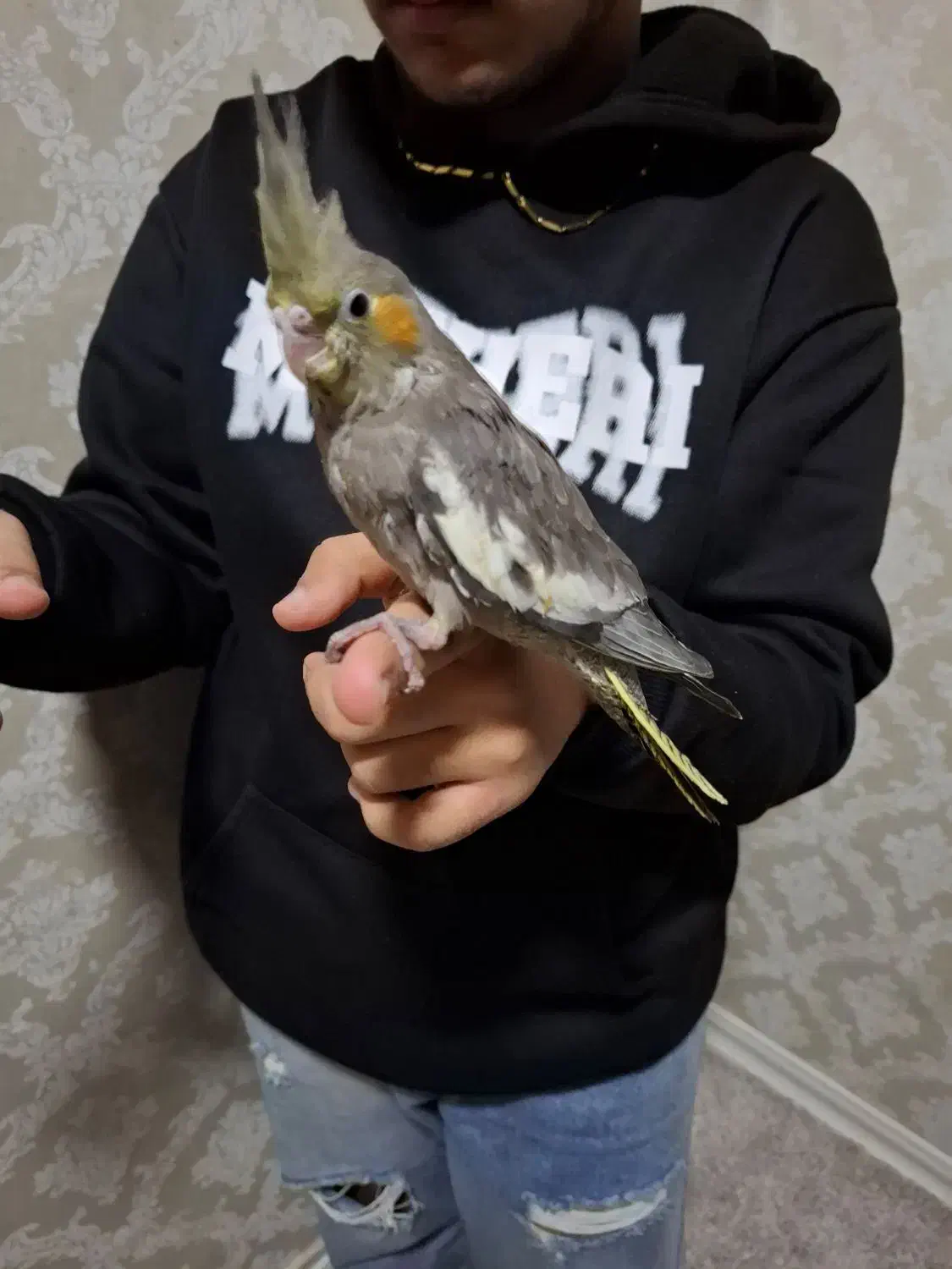 ۲ عدد عروس هلندی یک ماه دون خور|پرنده|بندرعباس, |دیوار