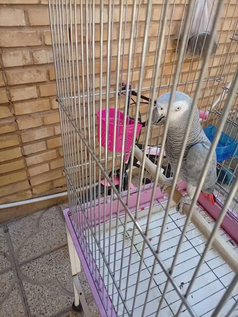 کاسکوجوان|پرنده|شیراز, تندگویان|دیوار