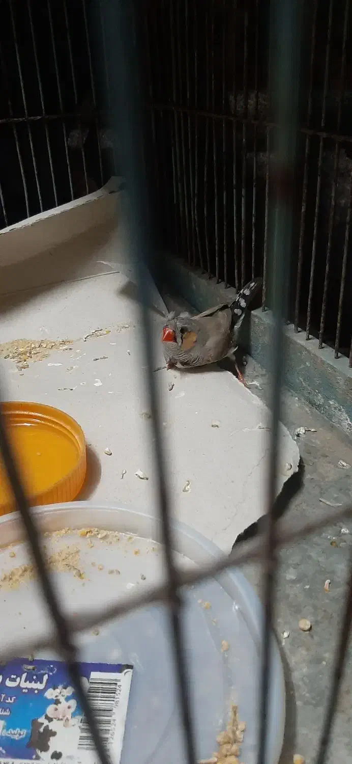 فنچ فنج نر|پرنده|قم, جمکران|دیوار