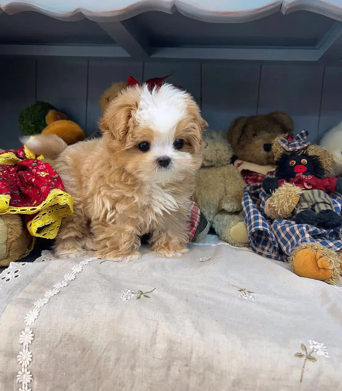 سگ جیبی پودل|سگ|تهران, پونک|دیوار