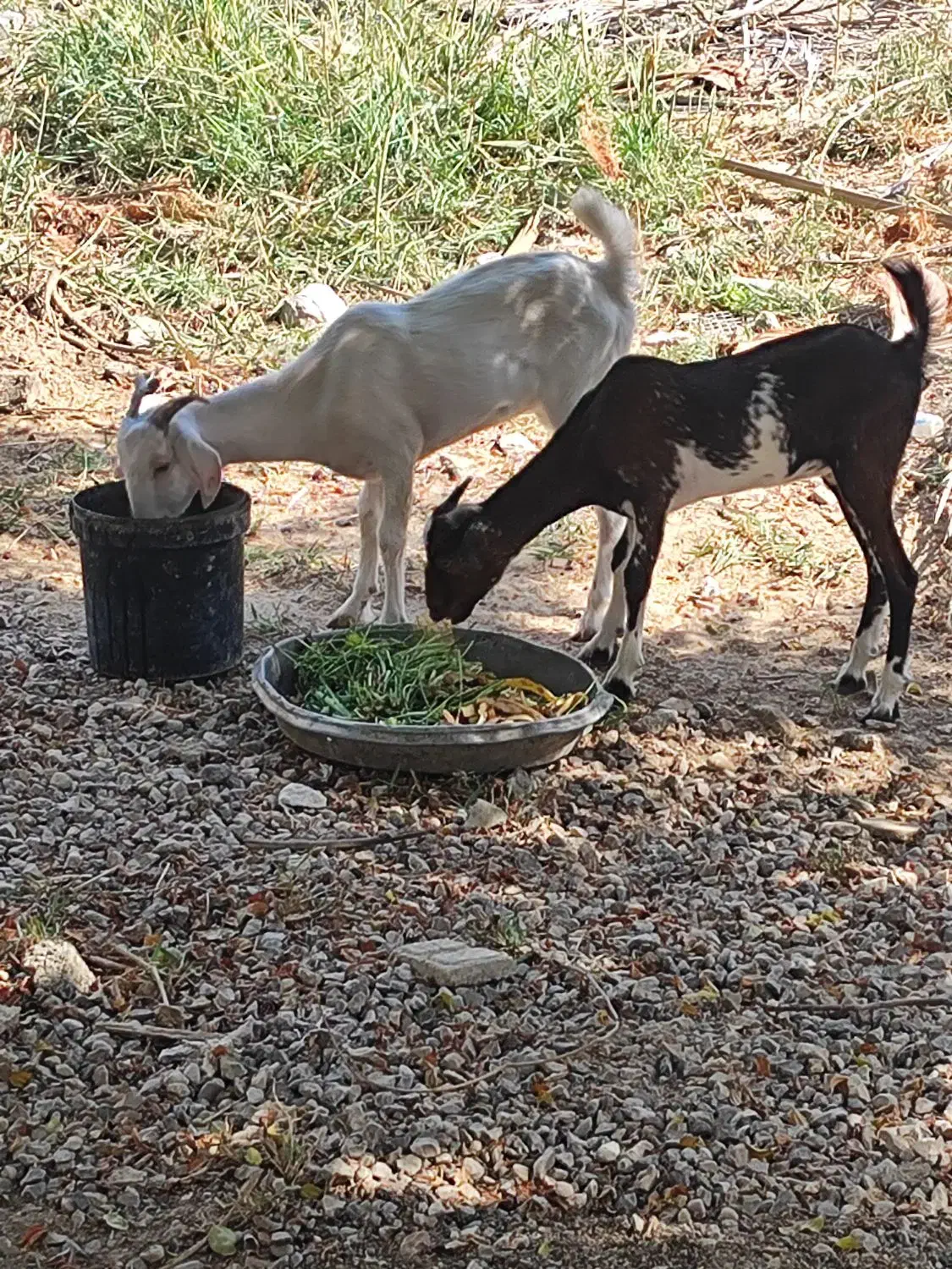 کهر|حیوانات مزرعه|بندرعباس, |دیوار