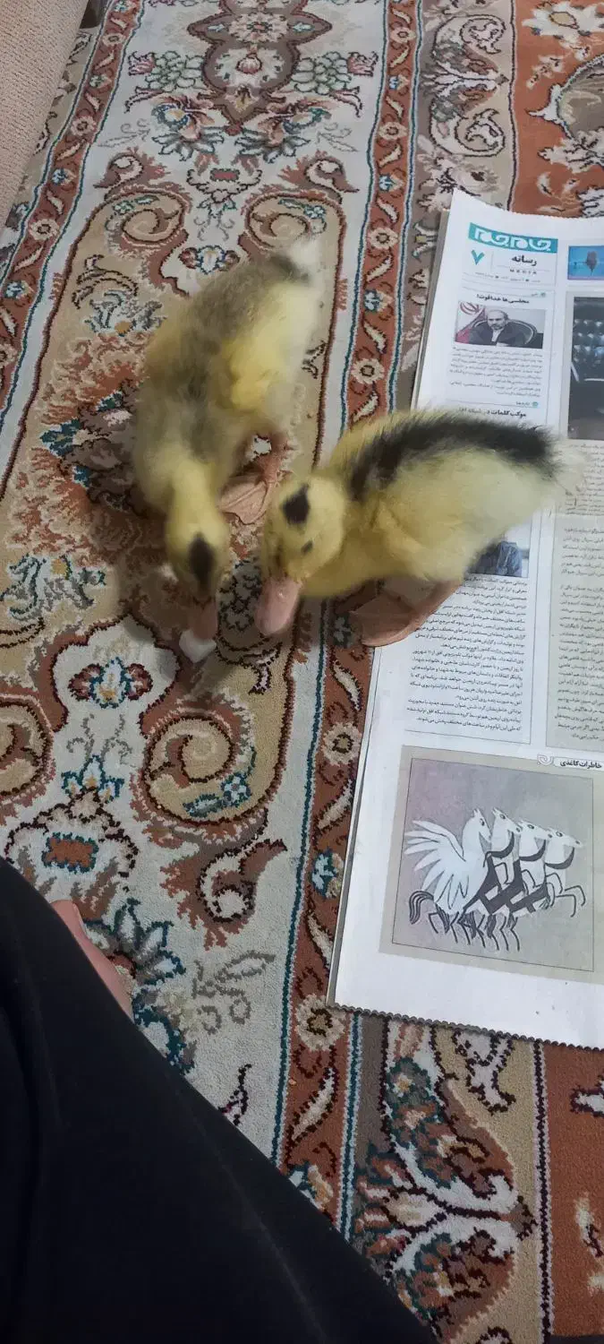 فروش دو جوجه اردک|حیوانات مزرعه|مهدی شهر, |دیوار