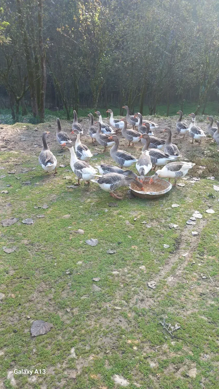 فروش غاز|حیوانات مزرعه|سیاهکل, |دیوار