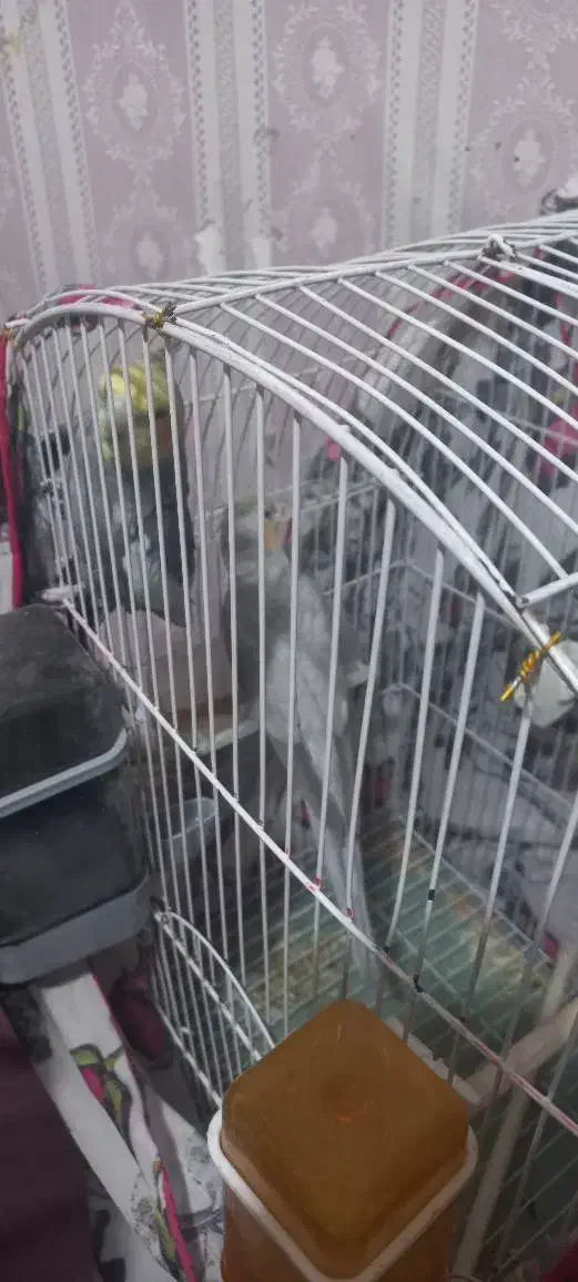 پرنده|پرنده|قدس, شهرقدس|دیوار