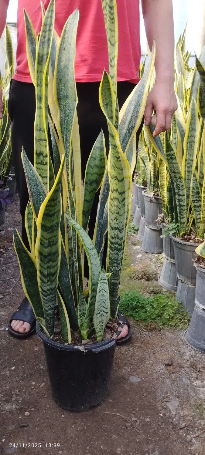 فروش انواع گل سانس  شفلر کامپکت|گل و گیاه طبیعی|سلمان‌شهر, |دیوار