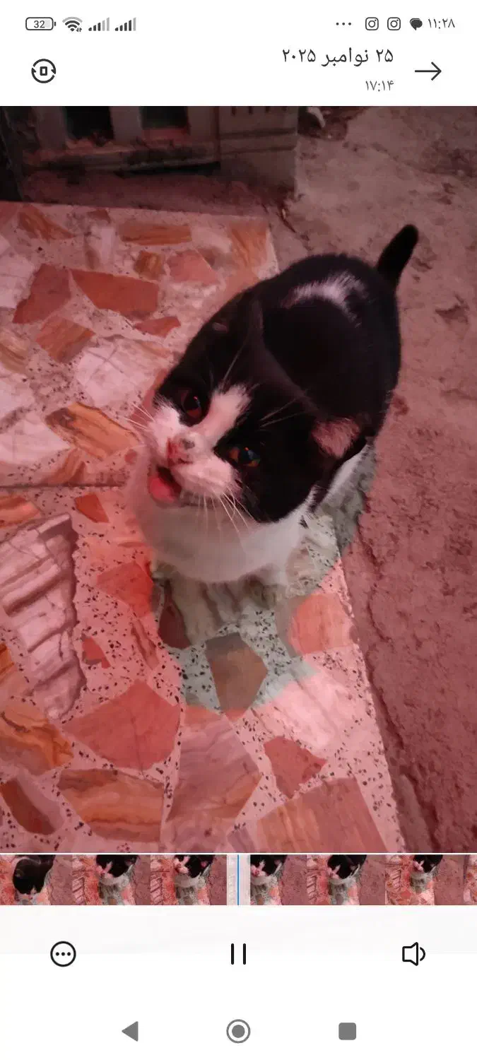 امداد گربه باردار|گربه|آستانه اشرفیه, |دیوار