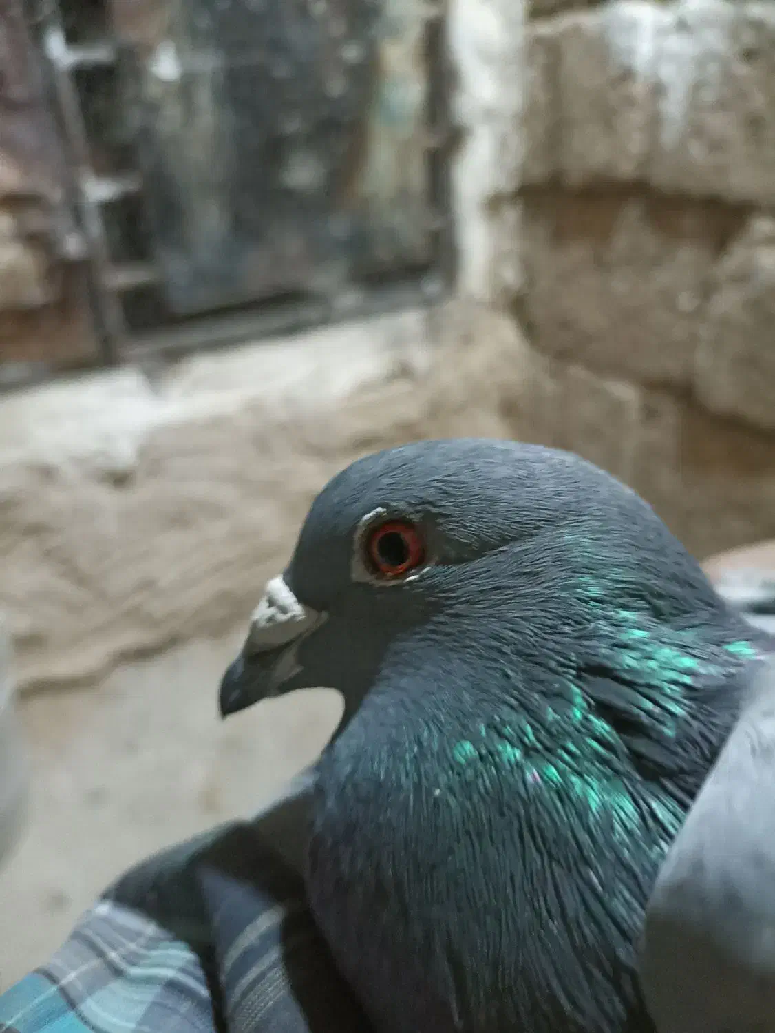 کفتر یا کبوتر پلاکی|پرنده|مبارکه, |دیوار