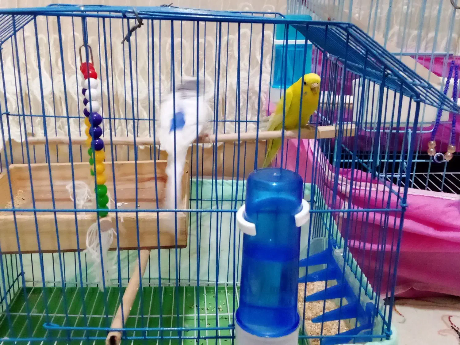 یک جفت مرغعشقباقفسمعاوضهباعروسهلندیماده|پرنده|الوند, |دیوار