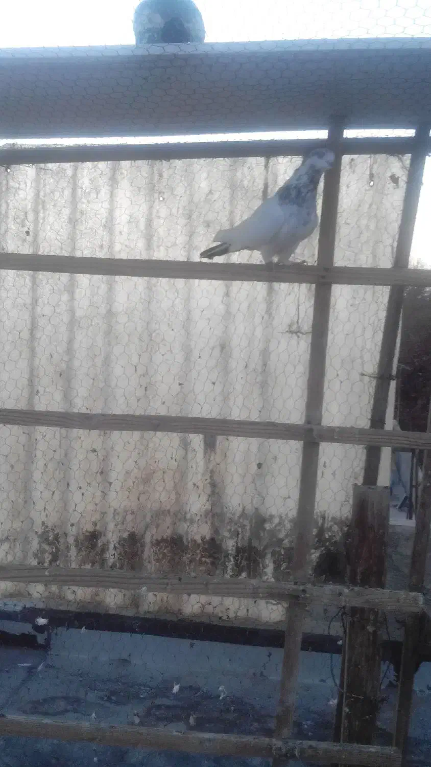 دوتاکفترنر|پرنده|صفادشت, |دیوار