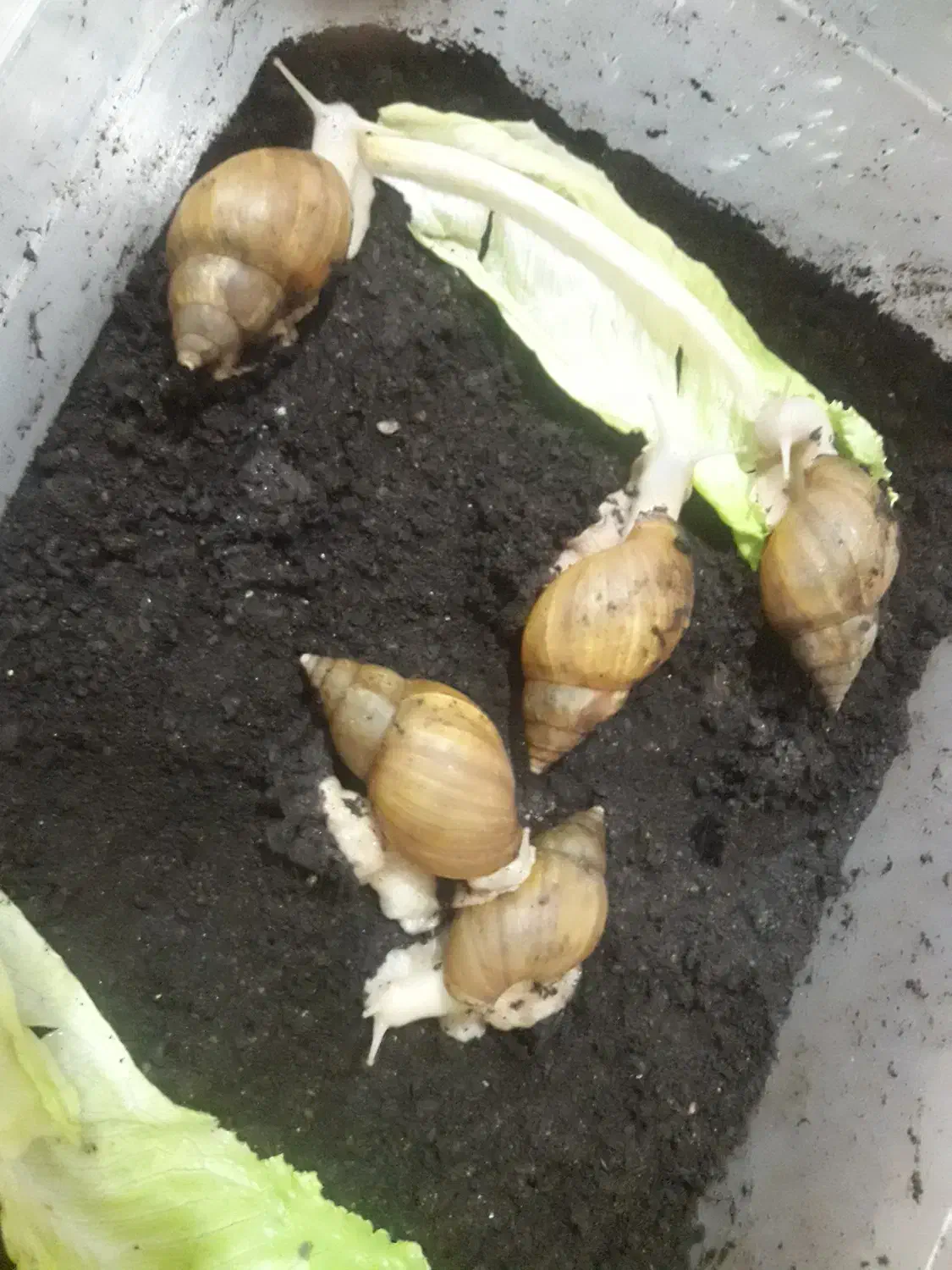 8 باکس حلزون و حلزون|لوازم جانبی حیوانات|قائم‌شهر, |دیوار