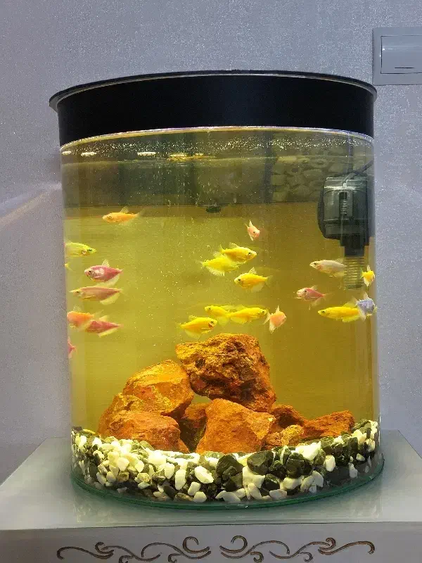 اکواریوم همراه با میز .بخاری پمپ و...|ماهی|شاندیز, |دیوار