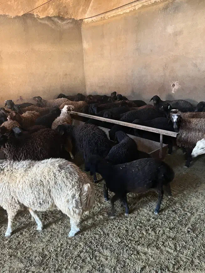 ۵۵راس بره نر و ماده بومی|حیوانات مزرعه|قم, شهرک امام حسین|دیوار