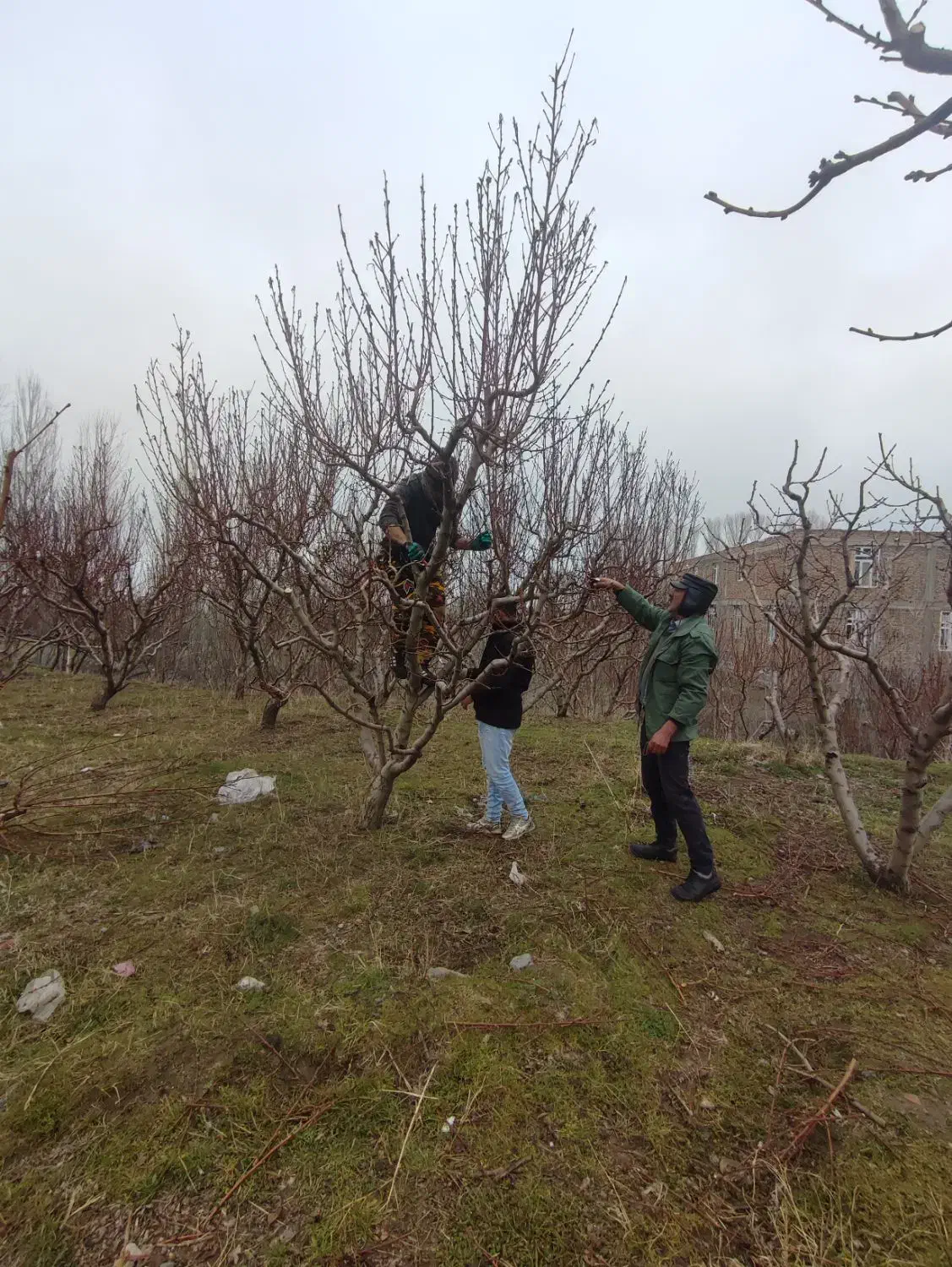 هرس ،باغبانی و طراحی فضای سبز|خدمات باغبانی و درختکاری|اردبیل, |دیوار