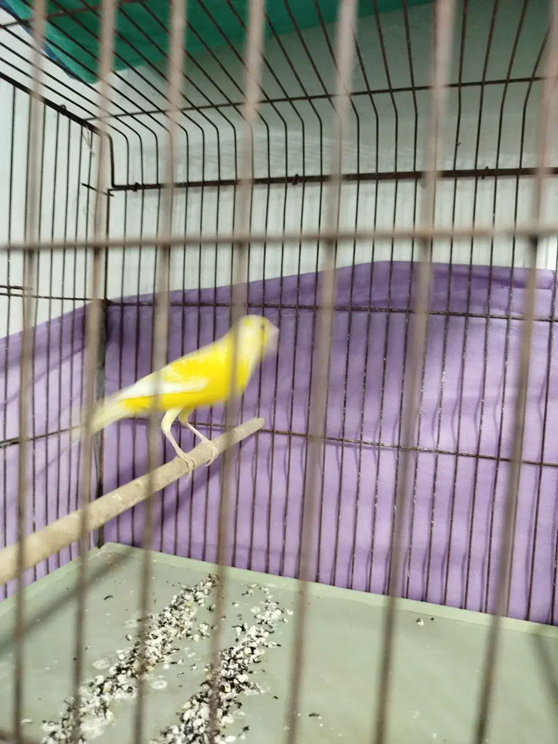 فروش قناری|پرنده|برازجان, |دیوار