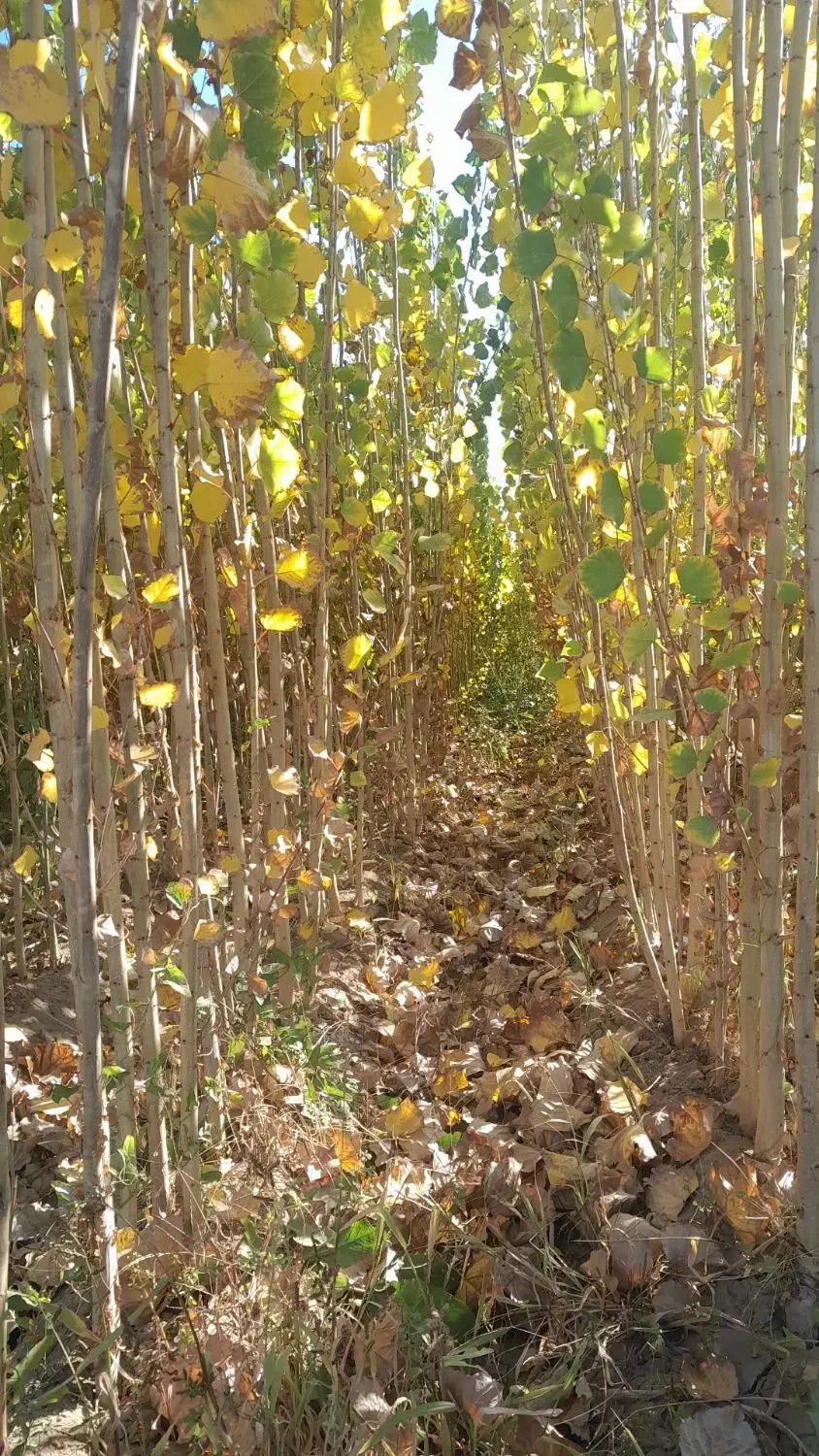 فروش صنوبر تبریزی|خدمات باغبانی و درختکاری|فیروزآباد (آذربایجان), |دیوار