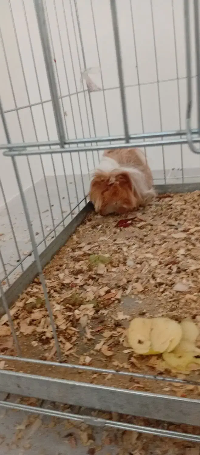 خوکچه هندی|موش و خرگوش|زرند, |دیوار