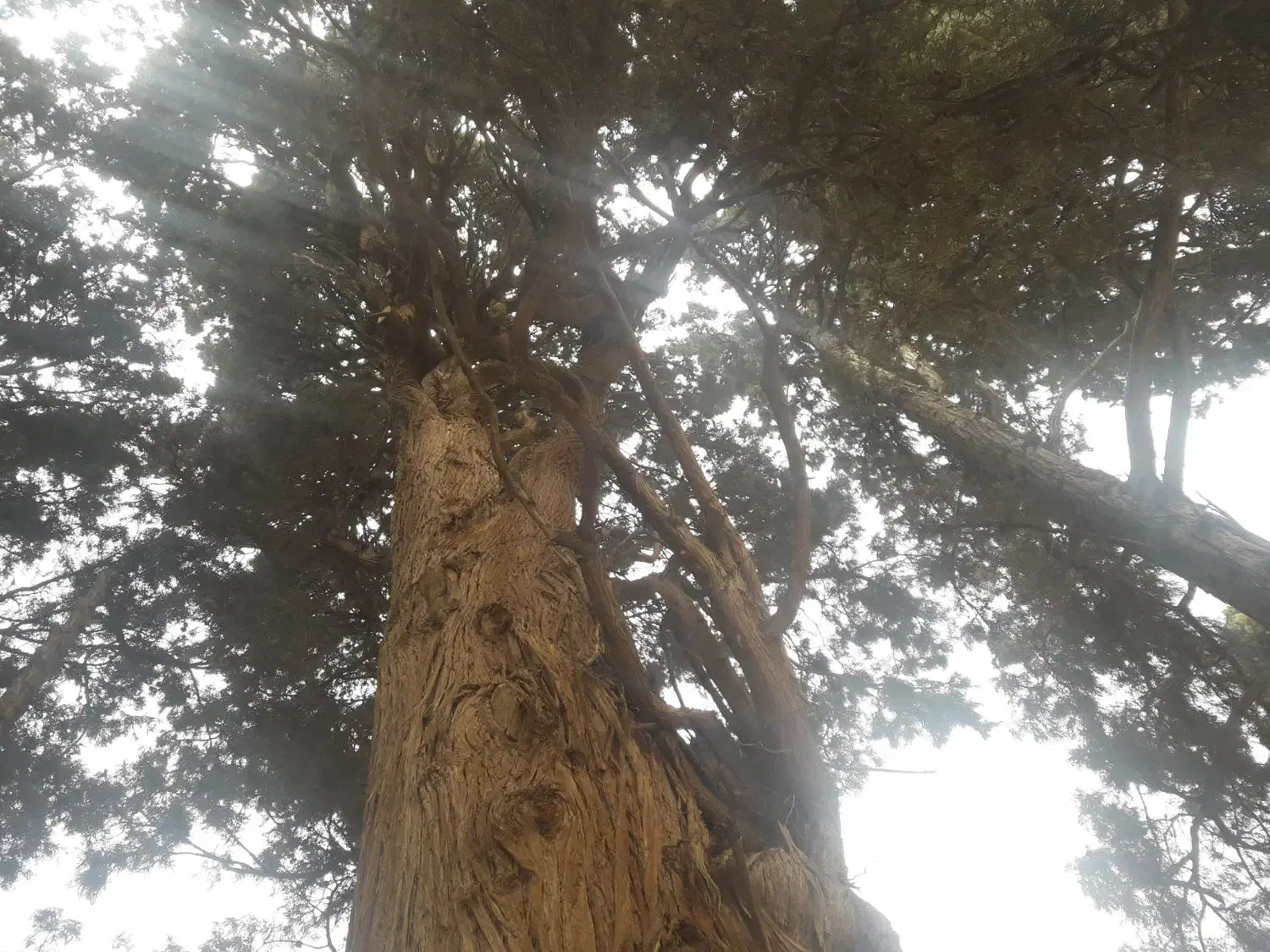 گردش حال کردن تفریح به یادماندنی|فعالیت داوطلبانه|سامان, |دیوار