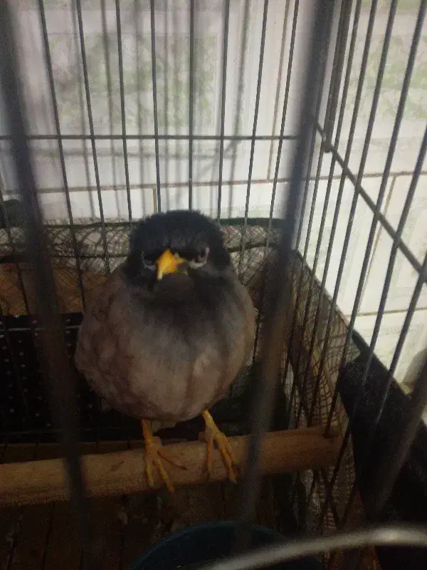 مینا|پرنده|قزوین, |دیوار