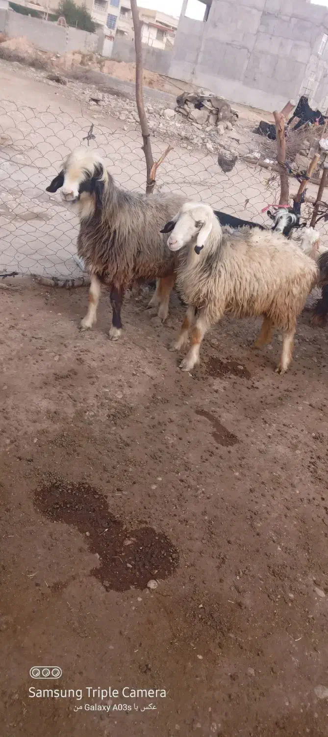 میش|حیوانات مزرعه|شوشتر, |دیوار