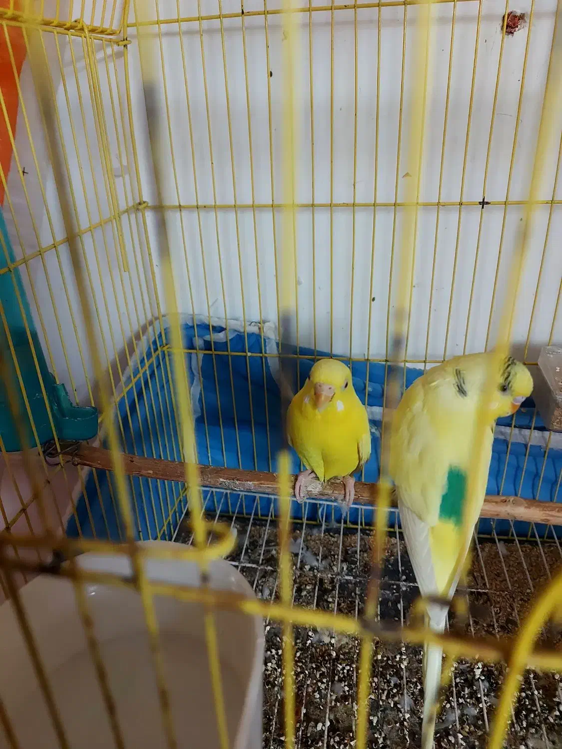 مرغ عشق|پرنده|علی‌آباد کتول, |دیوار