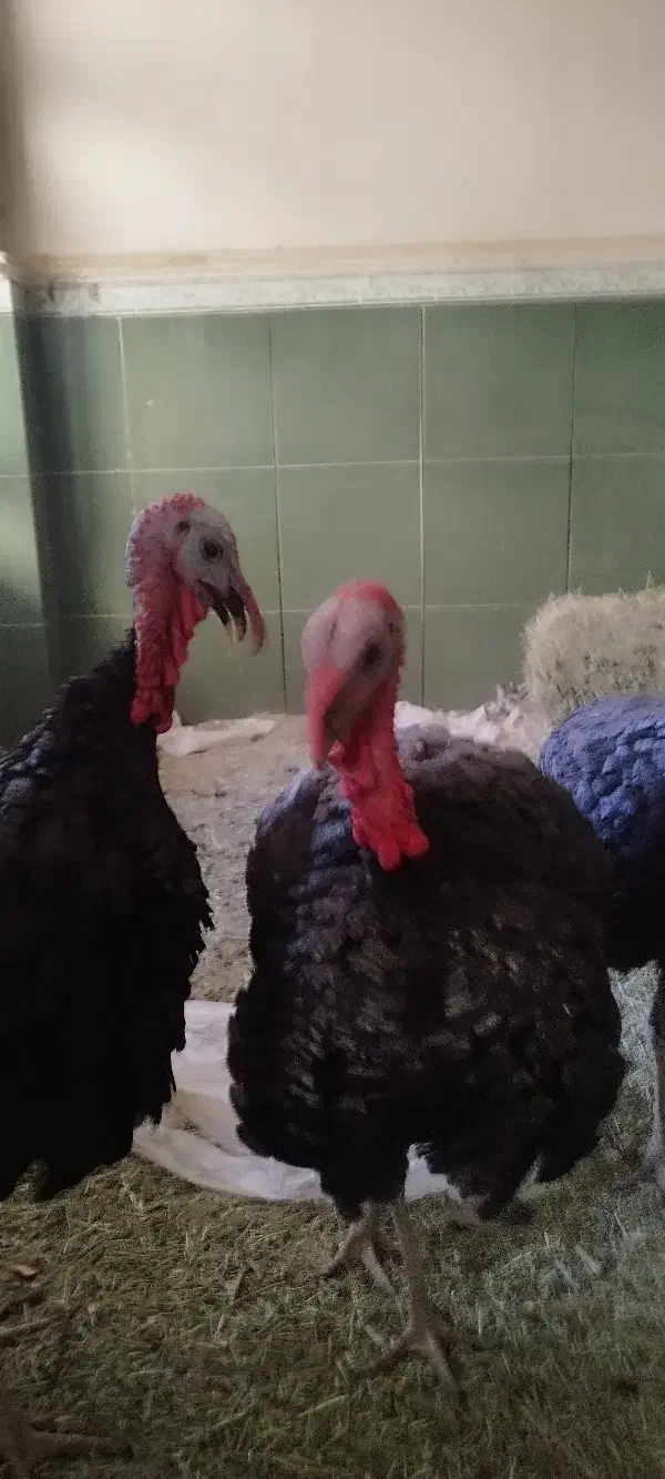 بوقلمون نر|حیوانات مزرعه|شراء, |دیوار