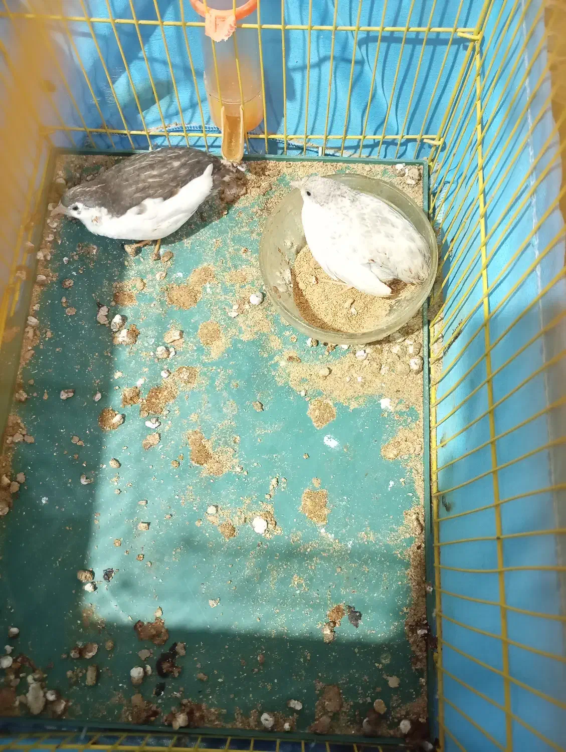 بلدرچین|حیوانات مزرعه|اندیشه, شهرک المهدی|دیوار