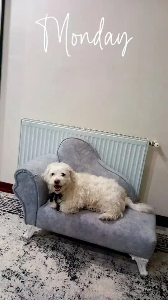 واگذاری|سگ|کرج, گلشهر|دیوار