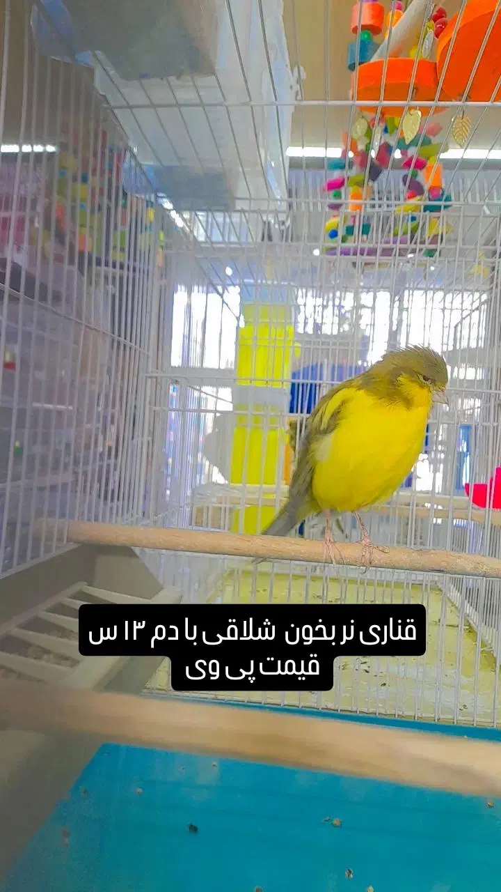 ۴قناری نر فر  ۵عالی مست بخون شلاقی|پرنده|طبس, |دیوار