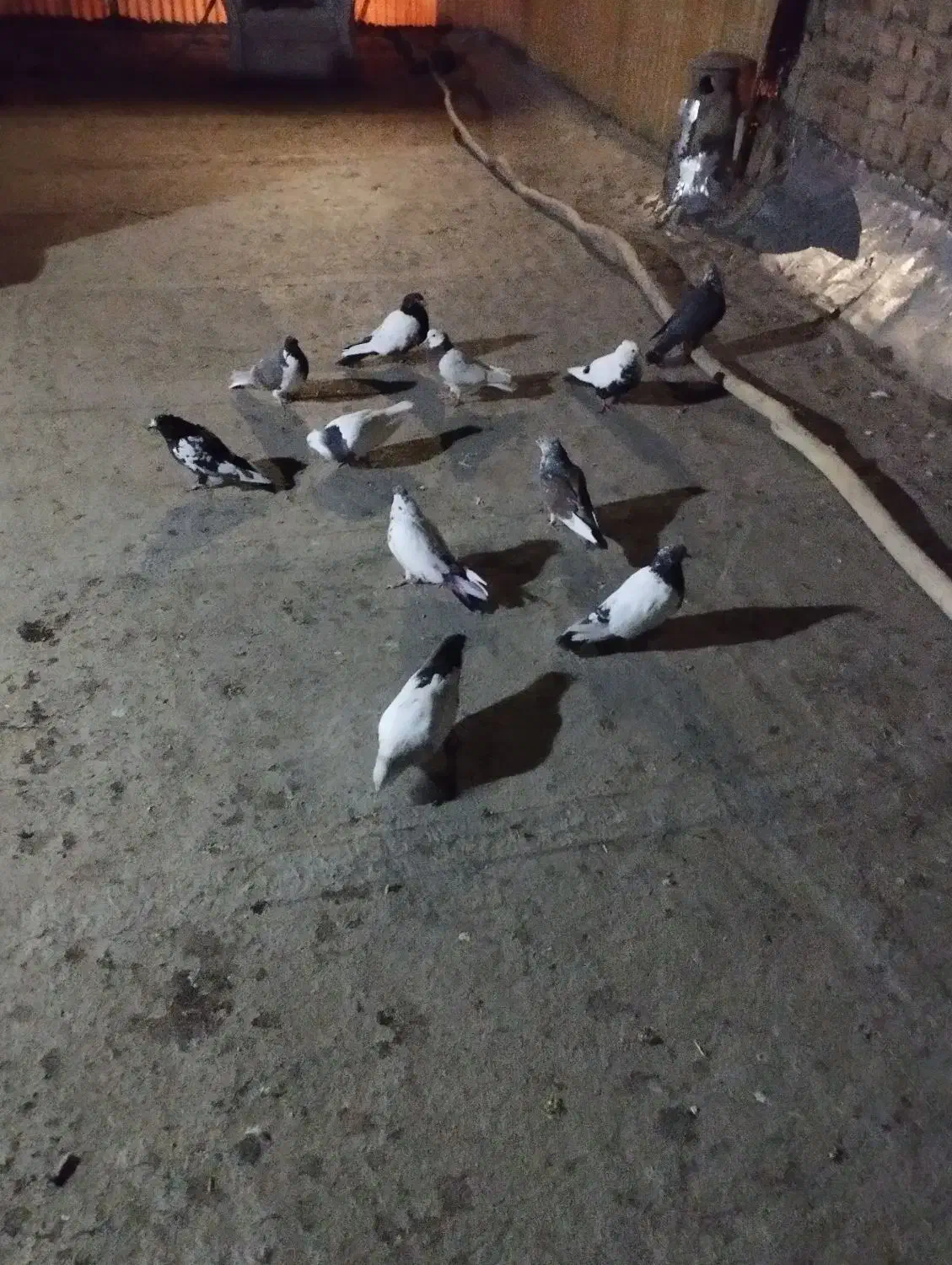 نر گوره ما طوقی دوتا سر ته سیا بقیشونم تهرانی|پرنده|بروجرد, |دیوار