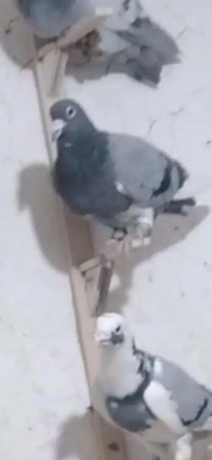 میناسبز باخت خورده|پرنده|زاهدان, |دیوار