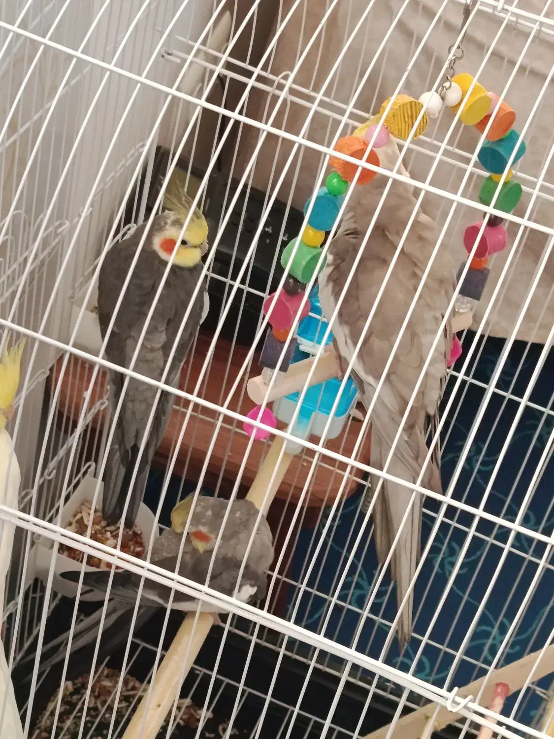 4ععد عروس|پرنده|ری, فیروزآبادی|دیوار