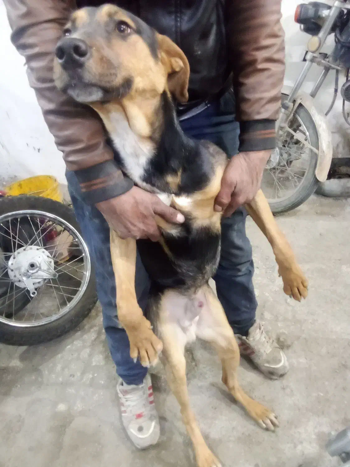 سگ دوبرمن پینچر|سگ|مشهد, فاطمیه|دیوار