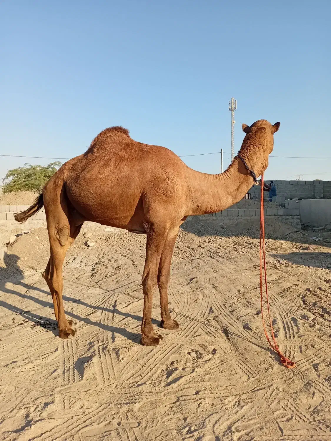 شتر نر|حیوانات مزرعه|بند زرک, |دیوار