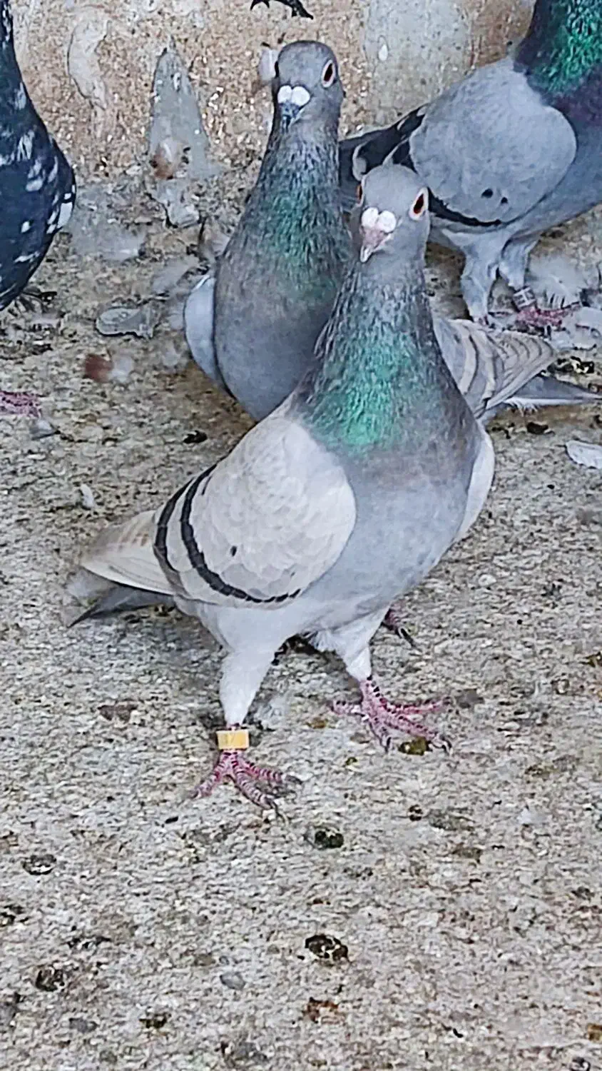 کبوتر رنگی و خارجی|پرنده|اهرم, |دیوار